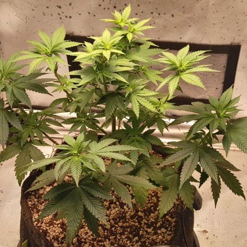 5 - HighLander - Sweet Amnesia Haze growlog timeline photo