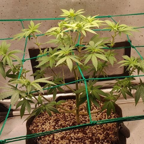 5 - HighLander - Sweet Amnesia Haze growlog timeline photo