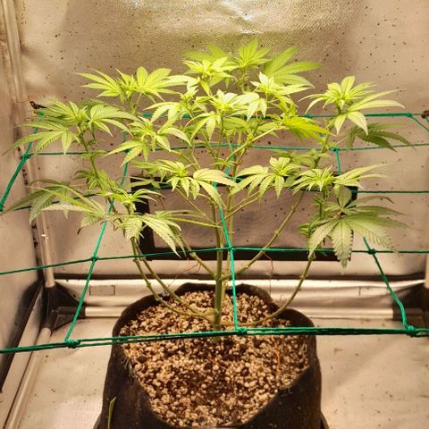 5 - HighLander - Sweet Amnesia Haze growlog timeline photo