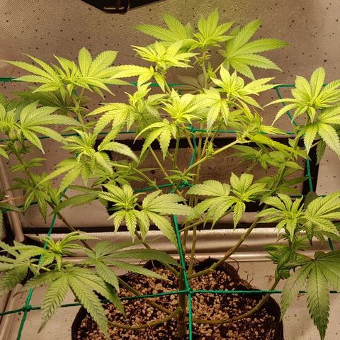 5 - HighLander - Sweet Amnesia Haze growlog timeline photo