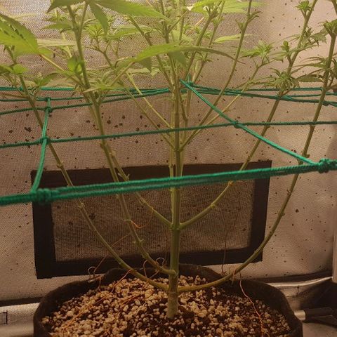 5 - HighLander - Sweet Amnesia Haze growlog timeline photo