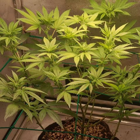 5 - HighLander - Sweet Amnesia Haze growlog timeline photo