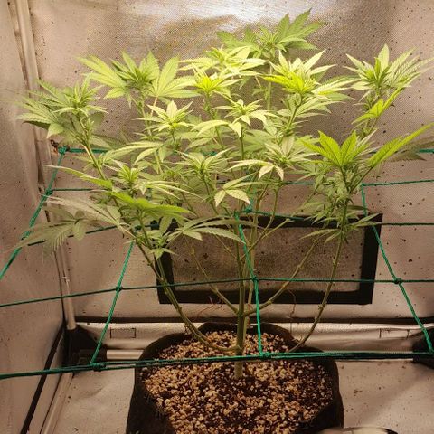 5 - HighLander - Sweet Amnesia Haze growlog timeline photo