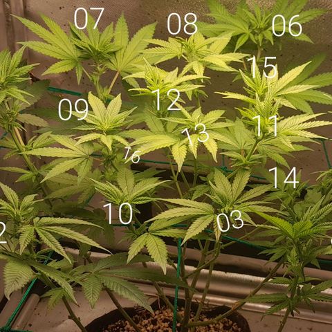 5 - HighLander - Sweet Amnesia Haze growlog timeline photo