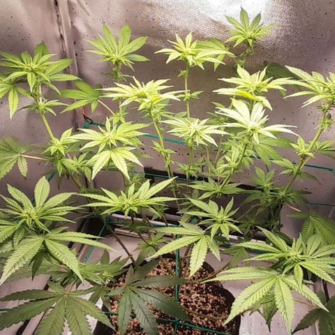5 - HighLander - Sweet Amnesia Haze growlog timeline photo