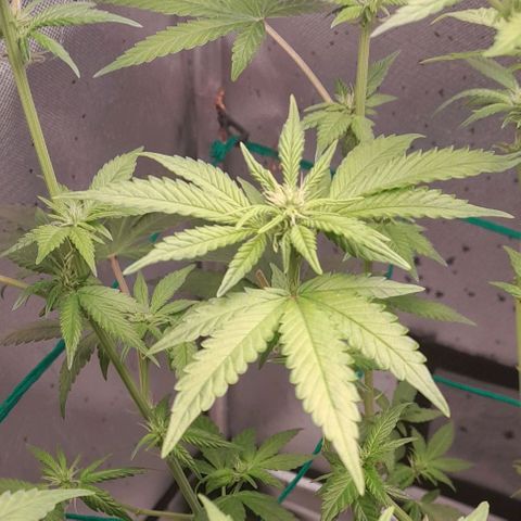 5 - HighLander - Sweet Amnesia Haze growlog timeline photo
