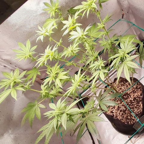 5 - HighLander - Sweet Amnesia Haze growlog timeline photo