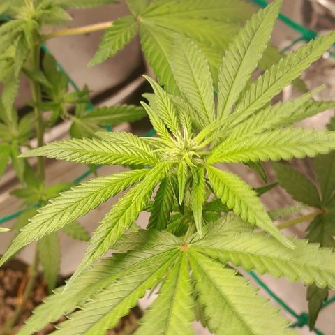 5 - HighLander - Sweet Amnesia Haze growlog timeline photo