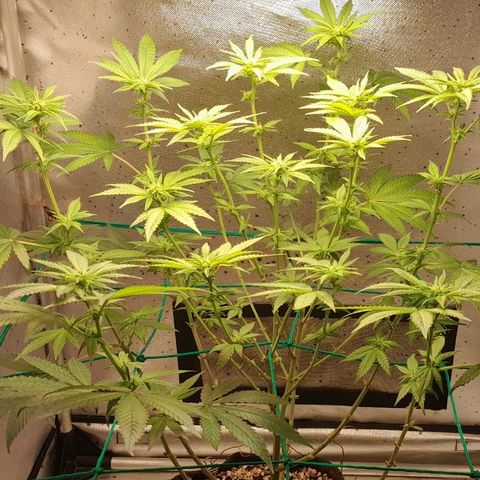 5 - HighLander - Sweet Amnesia Haze growlog timeline photo