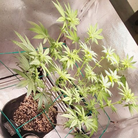5 - HighLander - Sweet Amnesia Haze growlog timeline photo