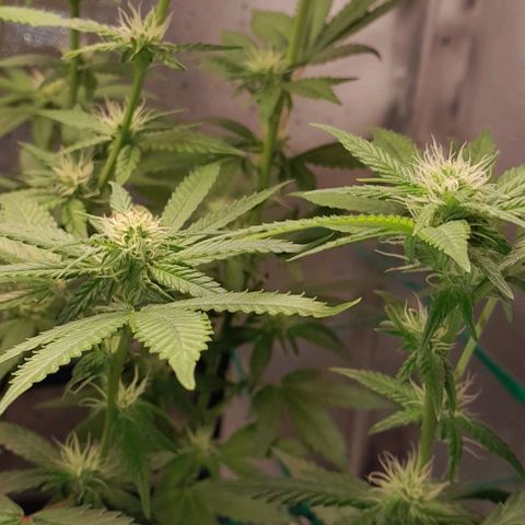 5 - HighLander - Sweet Amnesia Haze growlog timeline photo