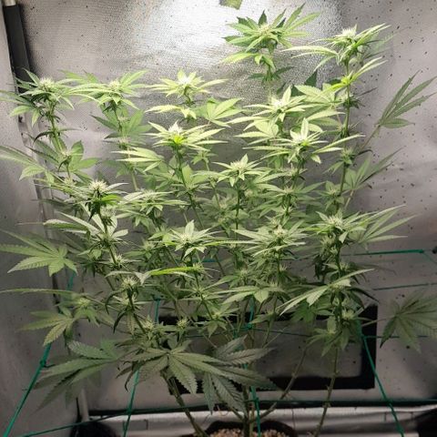 5 - HighLander - Sweet Amnesia Haze growlog timeline photo