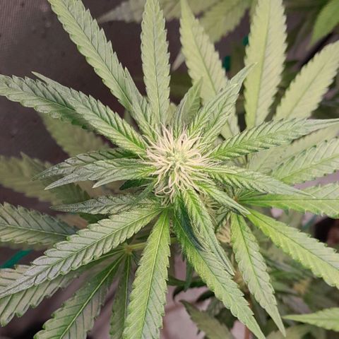 5 - HighLander - Sweet Amnesia Haze growlog timeline photo