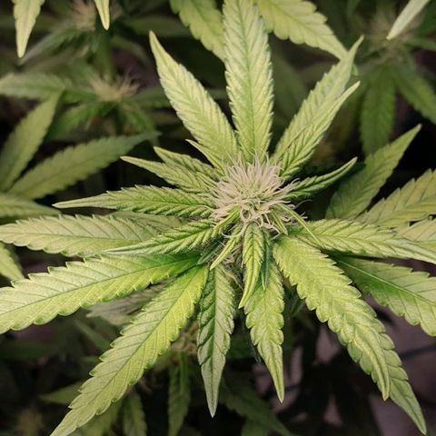 5 - HighLander - Sweet Amnesia Haze growlog timeline photo