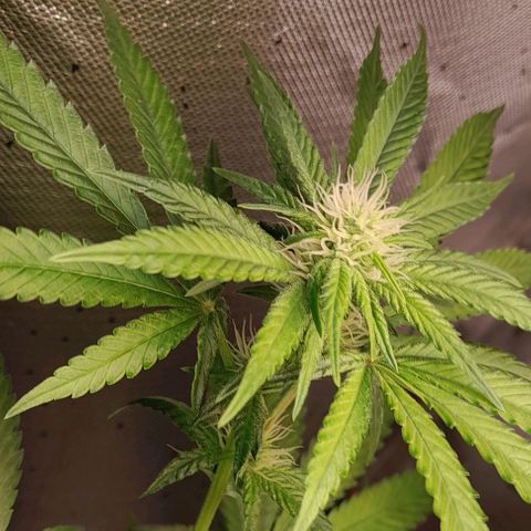 5 - HighLander - Sweet Amnesia Haze growlog timeline photo