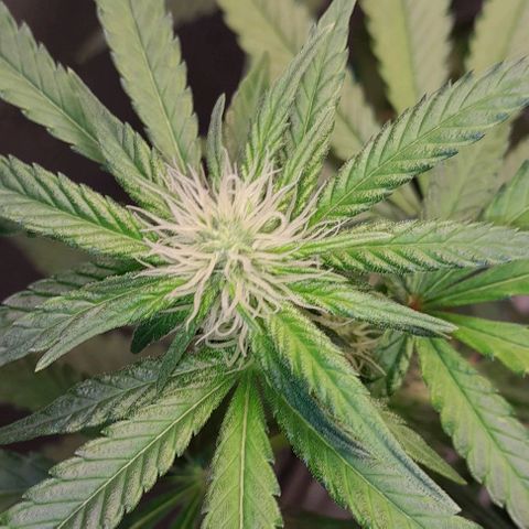 5 - HighLander - Sweet Amnesia Haze growlog timeline photo