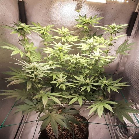 5 - HighLander - Sweet Amnesia Haze growlog timeline photo