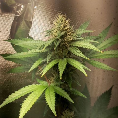 5 - HighLander - Sweet Amnesia Haze growlog timeline photo