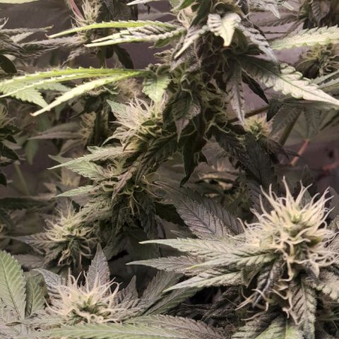 5 - HighLander - Sweet Amnesia Haze growlog timeline photo