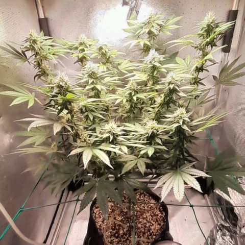 5 - HighLander - Sweet Amnesia Haze growlog timeline photo