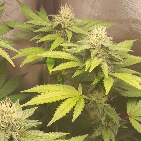 5 - HighLander - Sweet Amnesia Haze growlog timeline photo