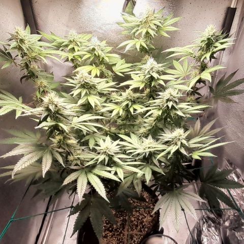 5 - HighLander - Sweet Amnesia Haze growlog timeline photo
