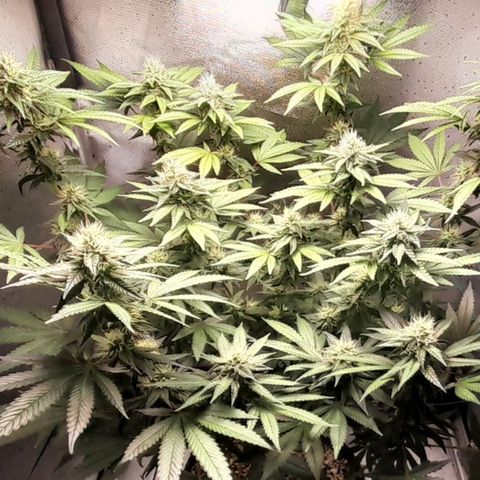 5 - HighLander - Sweet Amnesia Haze growlog timeline photo
