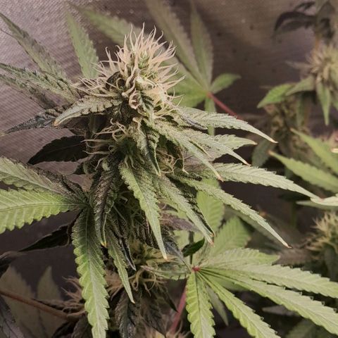 5 - HighLander - Sweet Amnesia Haze growlog timeline photo