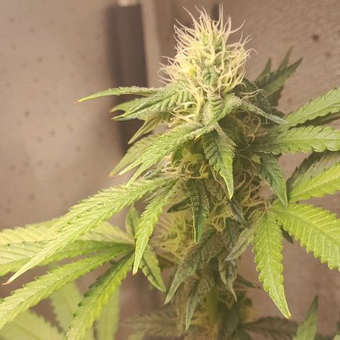 5 - HighLander - Sweet Amnesia Haze growlog timeline photo