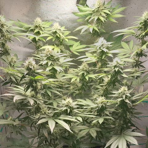 5 - HighLander - Sweet Amnesia Haze growlog timeline photo