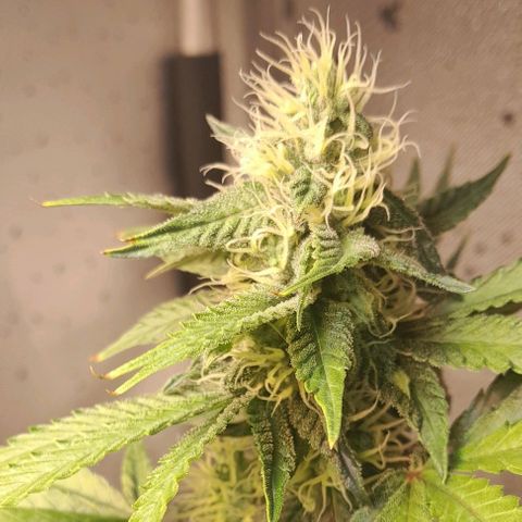 5 - HighLander - Sweet Amnesia Haze growlog timeline photo
