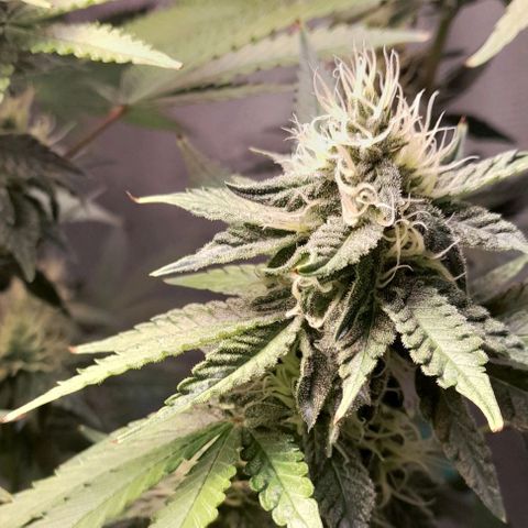 5 - HighLander - Sweet Amnesia Haze growlog timeline photo