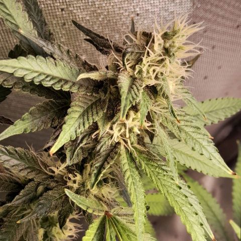 5 - HighLander - Sweet Amnesia Haze growlog timeline photo