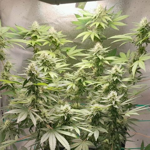 5 - HighLander - Sweet Amnesia Haze growlog timeline photo