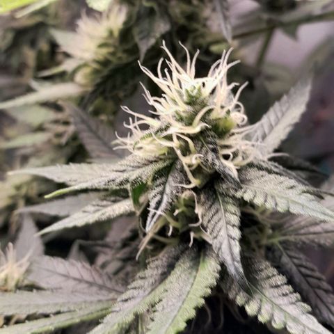 5 - HighLander - Sweet Amnesia Haze growlog timeline photo