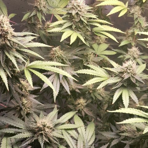 5 - HighLander - Sweet Amnesia Haze growlog timeline photo
