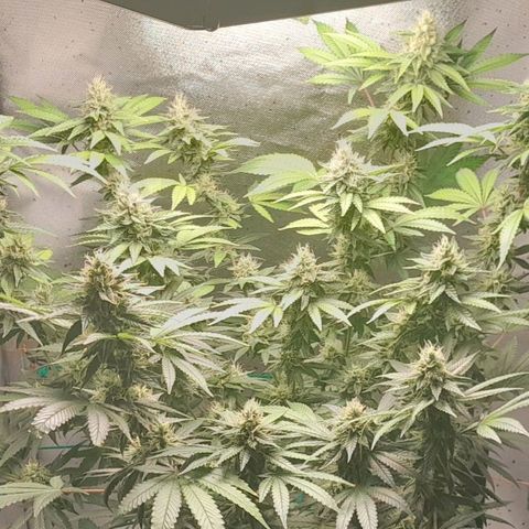 5 - HighLander - Sweet Amnesia Haze growlog timeline photo