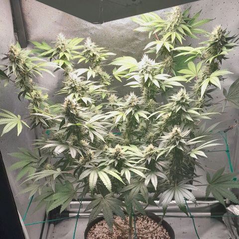 5 - HighLander - Sweet Amnesia Haze growlog timeline photo
