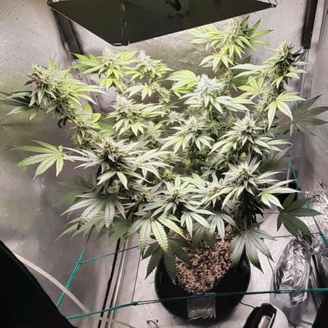 5 - HighLander - Sweet Amnesia Haze growlog timeline photo