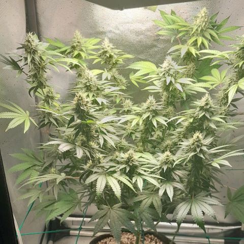 5 - HighLander - Sweet Amnesia Haze growlog timeline photo