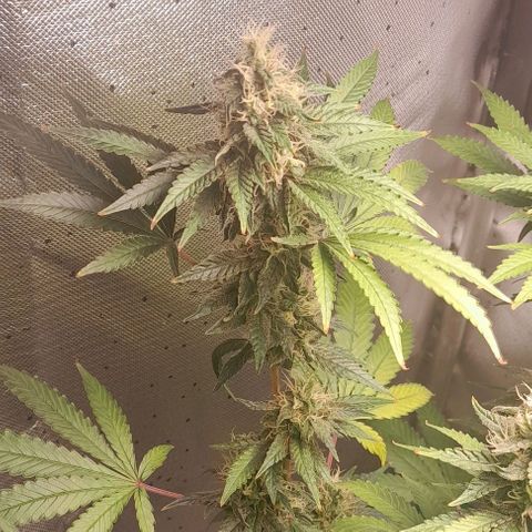 5 - HighLander - Sweet Amnesia Haze growlog timeline photo