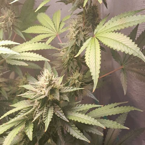5 - HighLander - Sweet Amnesia Haze growlog timeline photo