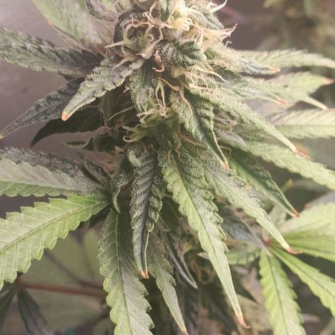 5 - HighLander - Sweet Amnesia Haze growlog timeline photo