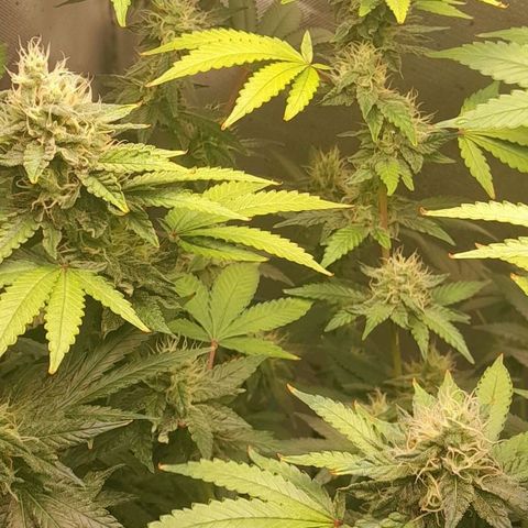 5 - HighLander - Sweet Amnesia Haze growlog timeline photo