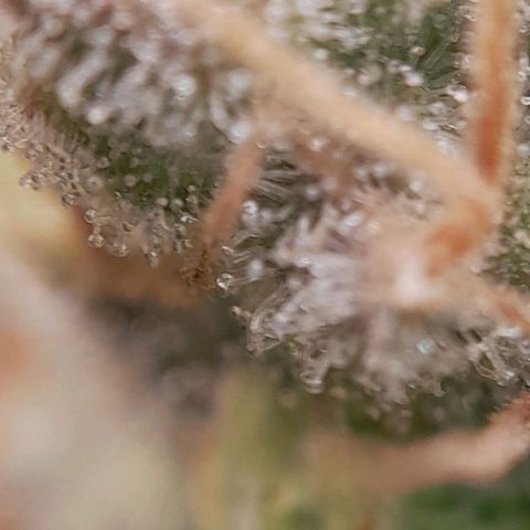 5 - HighLander - Sweet Amnesia Haze growlog timeline photo