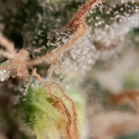 5 - HighLander - Sweet Amnesia Haze growlog timeline photo