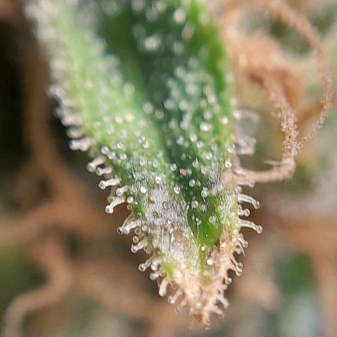 5 - HighLander - Sweet Amnesia Haze growlog timeline photo