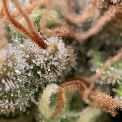 5 - HighLander - Sweet Amnesia Haze growlog timeline photo