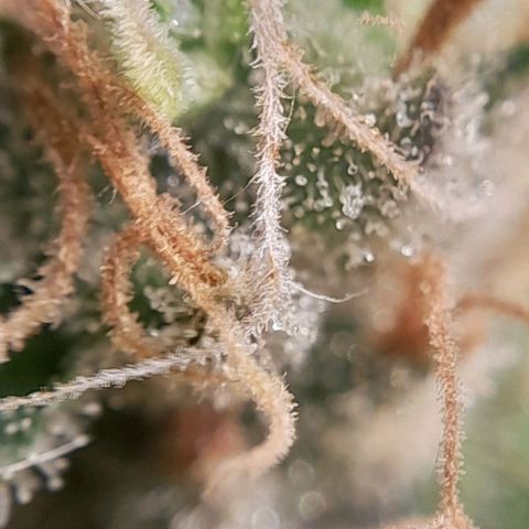 5 - HighLander - Sweet Amnesia Haze growlog timeline photo