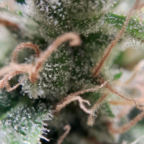 5 - HighLander - Sweet Amnesia Haze growlog timeline photo